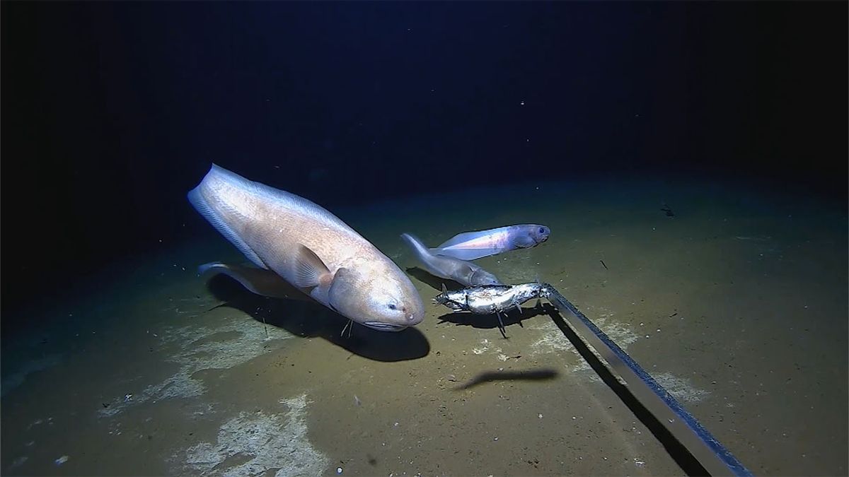 WA fishing: Perth scientists reel in deepest fish more than 6500m below  Australian waters