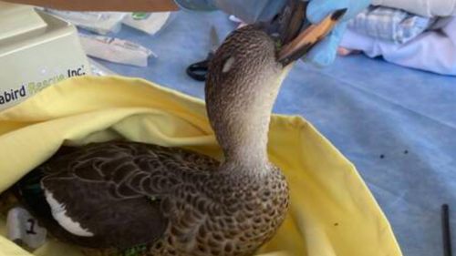 Hundreds of birds and other animals have been found dead in Brisbane, with experts saying they believe they may have been poisoned.