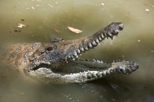 O rio Fitzroy, infestado de crocodilos, em Rockhampton, sediará o remo de Brisbane 2032.
