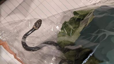 Sydney mum says her son found a baby snake in bag of lettuce allegedly bought from Aldi