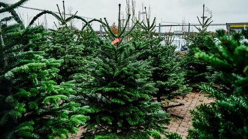 Real Christmas tree farm