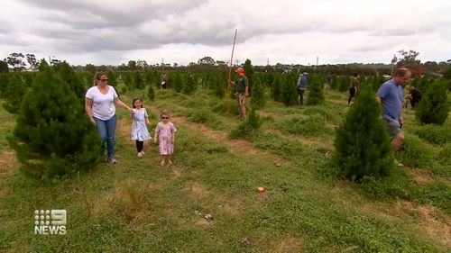 Family's visit the Somerville and Peninsula Christmas Tree Farm. 