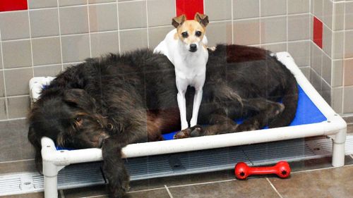 ‘Cuddling' shelter dogs find new home together