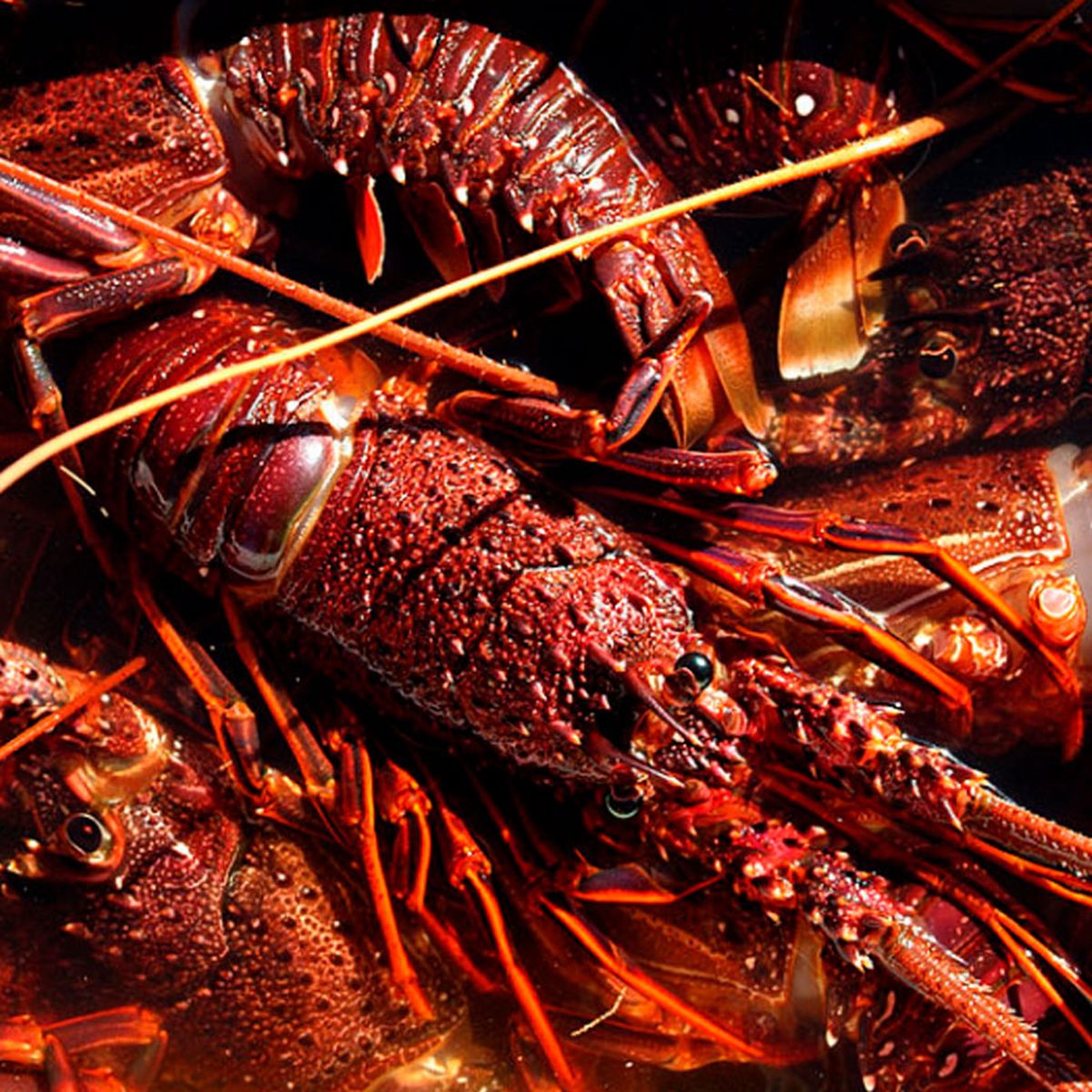 Lobsters and crabs 'capable of feeling pain' and shouldn't be boiled alive,  UK report says
