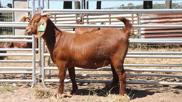 &#x27;Sassy&#x27; the $16,000 record price red Boer doe Sprinvale goat from Queensland