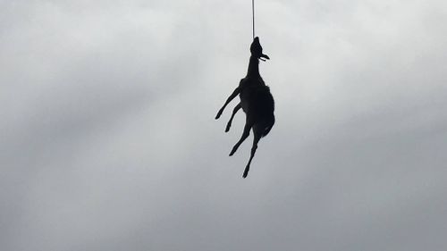 A deer has been left hanging by its beck from a noose tied to a Sydney bridge.