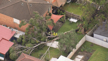 An aerial shot of a large fallen tree across a residential property in Guildford, Sydney. The massive tree causing extensive damage to multiple properties. 