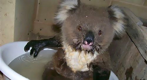 Dehydrated koala 'Star' went viral after seeking refuge on the verandah of a family home in Maude in 2009. (Supplied)