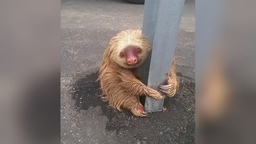 Nothing it seems could shake this sloth's smile. (Facebook/Comisión de Tránsito del Ecuador)