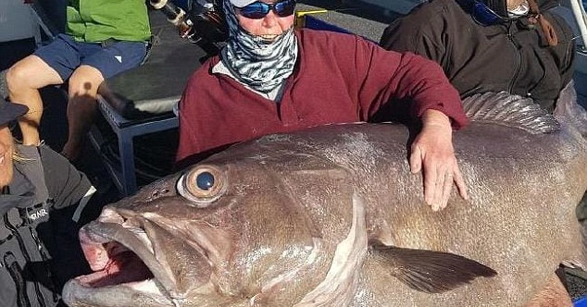 Monster 62kg fish hauled in by tourist in Perth