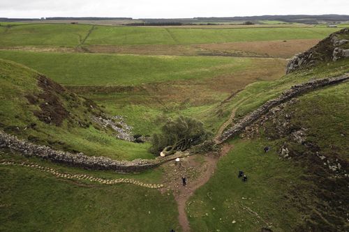 Sycamore Gap tree, on Hadrian's Wall