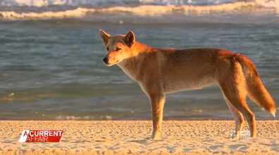 A 23-year-old woman from Brisbane is lucky to be alive after she was attacked by a group of dingoes on K'Gari this morning. 