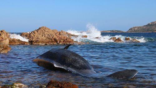 News World pregnant whale washed up Italy beach 22kg plastic in stomach