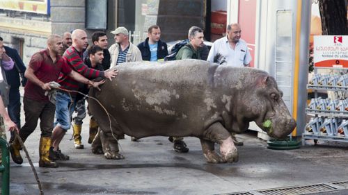 People help a hippopotamus escape from a flooded zoo in Tbilisi, Georgia. (AP/Tinatin Kiguradze)