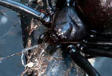 Which spider is also known as the Australian black widow?