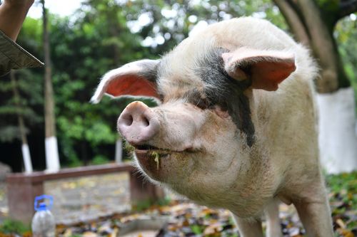 China's pig population could shrink by a third in 2019 - up to 200 million animals - through a combination of the swine fever outbreak and precautionary culling.
