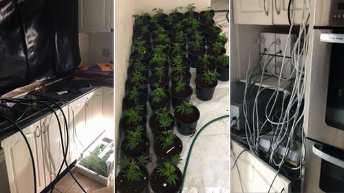 The hydroponic equipment and cannabis plants were spread out in homes across Sydney in an effort to conceal the operation, police say. Picture: NSW Police