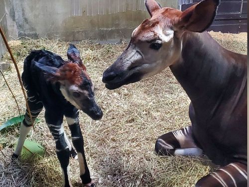 Rare and endangered okapi born at Cincinnati Zoo
