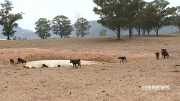 riverina on the brink of drought