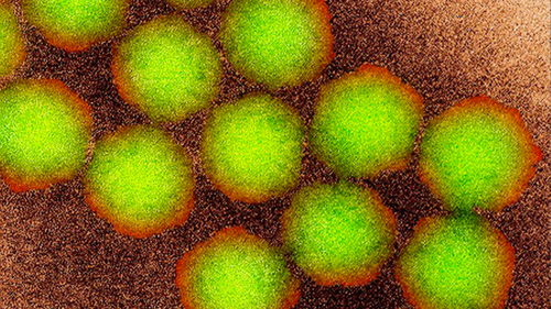 Coloured transmission electron micrograph of poliovirus particles.