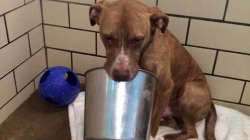 Rescue dog inseparable from his bowl captures hearts in search for a new home