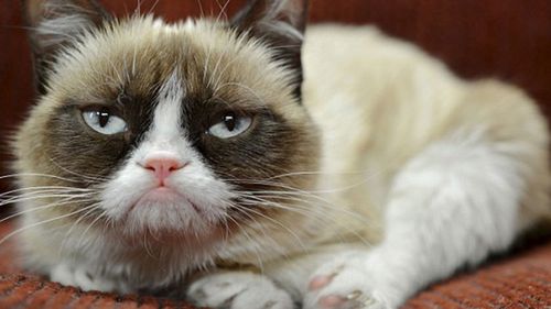 The iconic Grumpy Cat.