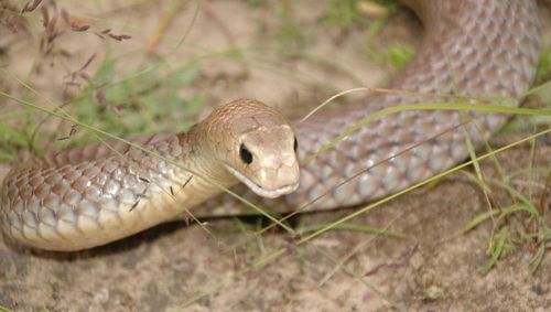 The snake was believed to be an Eastern Brown snake, measuring about 1.5m long. (File)