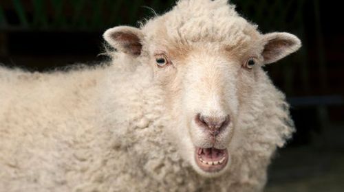 Sheep in grip of reefer madness menace Welsh countryside