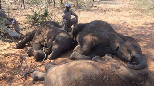 Nearly 90 elephants found dead near Botswana wildlife sanctuary 