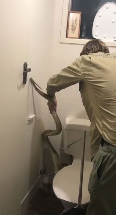 Watch: Australian man sitting on toilet spots big snake atop his shower 