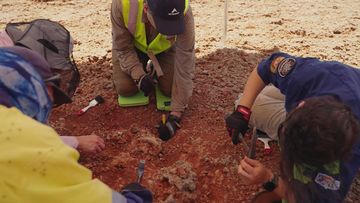 A major excavation of ancient marsupial skeletons is underway at Cape Preston in Western Australia&#x27;s Pilbara.
