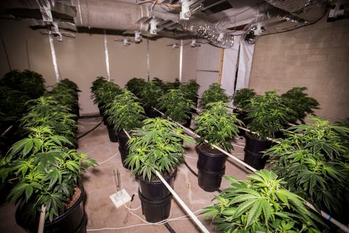 Hundreds of cannabis plants seized from Canberra home