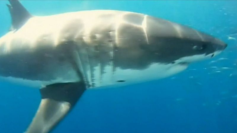 Ruling in shark culling on the Great Barrier Reef | Nine.com.au
