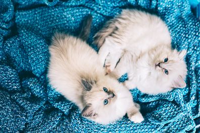 Two Ragdoll cats