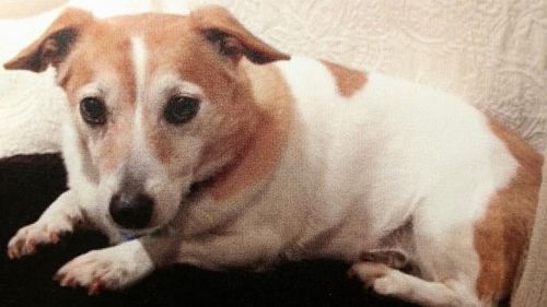 Jack Russell killed by Rottweiler 'assaulted' the bigger dog by growling