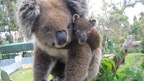 A mother koala and her joey. (AAP file image)