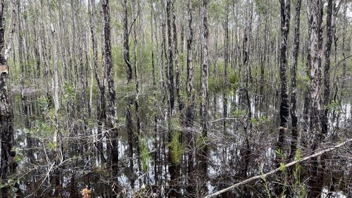 Dr Webb said mosquito larvae will thrive once water clarity improves in flooded paddocks and wetlands.