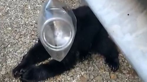 Bear cub gets stuck inside plastic container in US