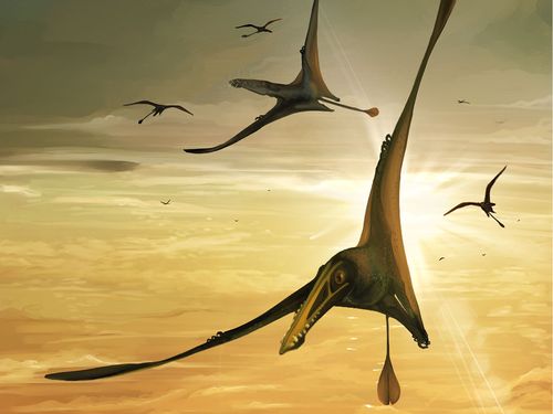 An illustration depicts the pterosaur, which had a wingspan of more than 2.5 metres.