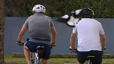 A magpie swooping cyclists this morning in the same location