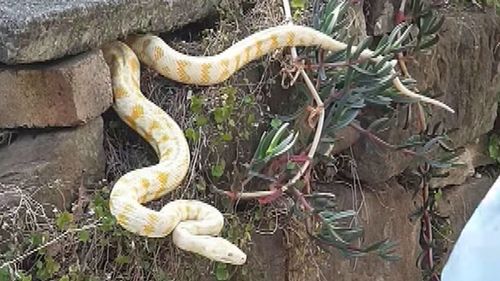 Mango the snake found in Coogee.