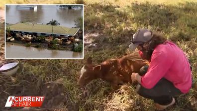 Vets from around Australia help animals stranded by floodwaters.