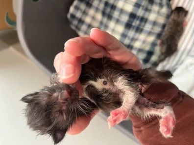Hills Cat Rescue Neonatal Kittens Found Riverstone