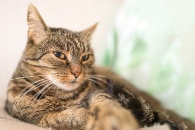 Satisfied beautiful domestic cat relaxing on the floor. Moggie cat living its best life. 