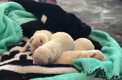 The adorable pups were all delivered safe and sound. (Tampa International Airport/ Facebook)