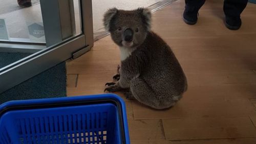 The cute shopper caused a flurry of excitement at the store. (Tocumwal Pharmacy)