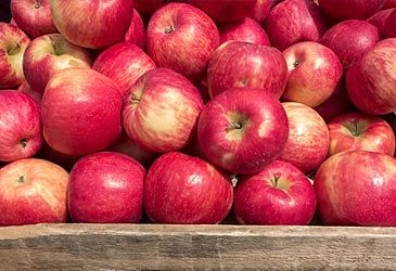 Which plant family are apples a member of?