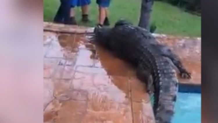 crocodile in swimming pool