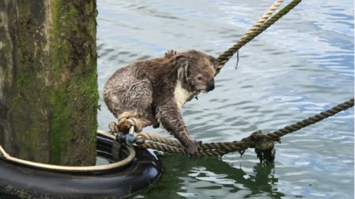 Soggy koala rescued from mooring 300 metres offshore 