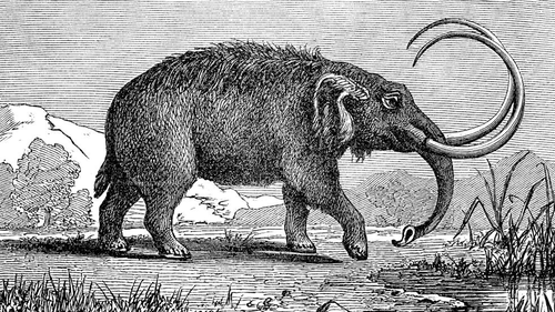 Mastodons are any species of extinct mammutid proboscideans in the genus Mammut, distantly related to elephants.